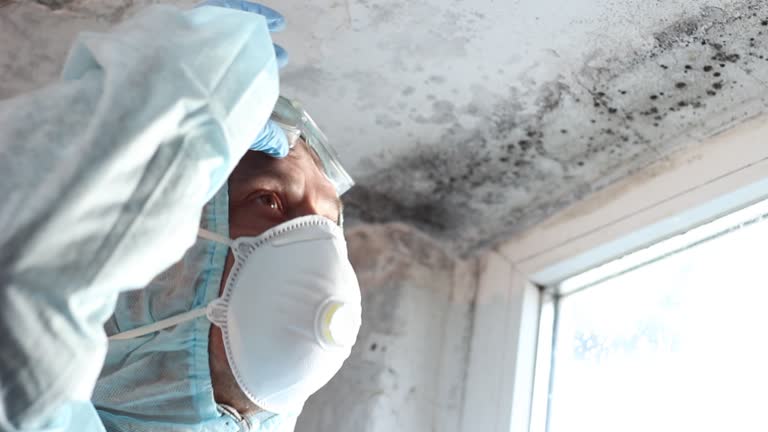 Best Environmental Consulting for Mold Prevention  in Ely, NV